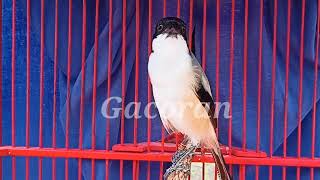 Download lagu CENDET GACOR ISIAN LOVEBIRD NGEKEK mp3