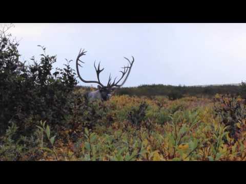 Epic Caribou hits the tundra