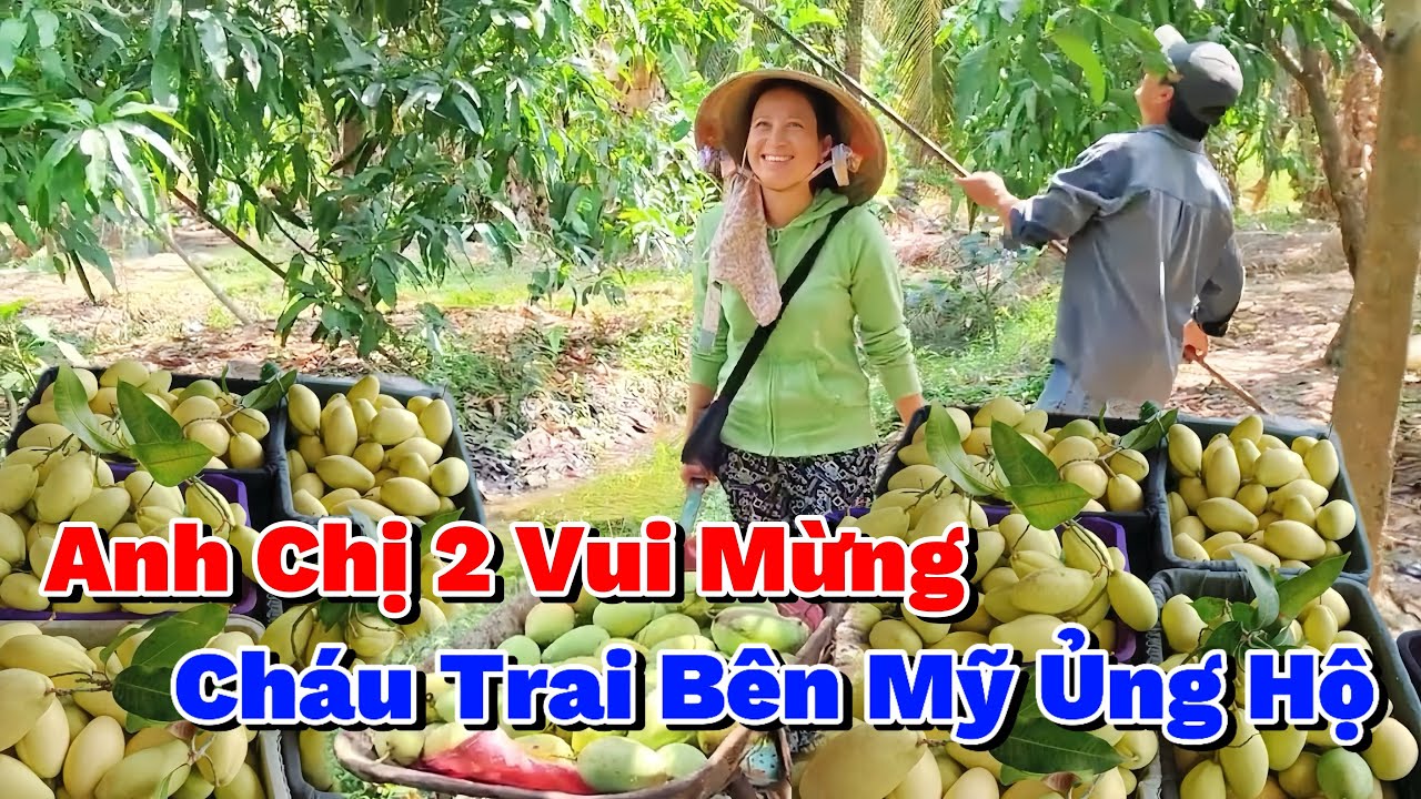 Anh Chị 2 Vui Mừng Khi Được Cháu Trai Bên Mỹ Ủng Hộ “250KG” Xoài Chín Cây Kịp Lúc 