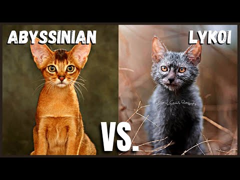 Abyssinian Cat VS. Lykoi Cat