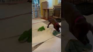 Video preview image #1 Labrador Retriever Puppy For Sale in Monkton, MD, USA