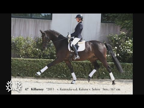 47   Killarney   2011   v  Kentucky a d  Kaluna v  Solero   Stm  167 cm