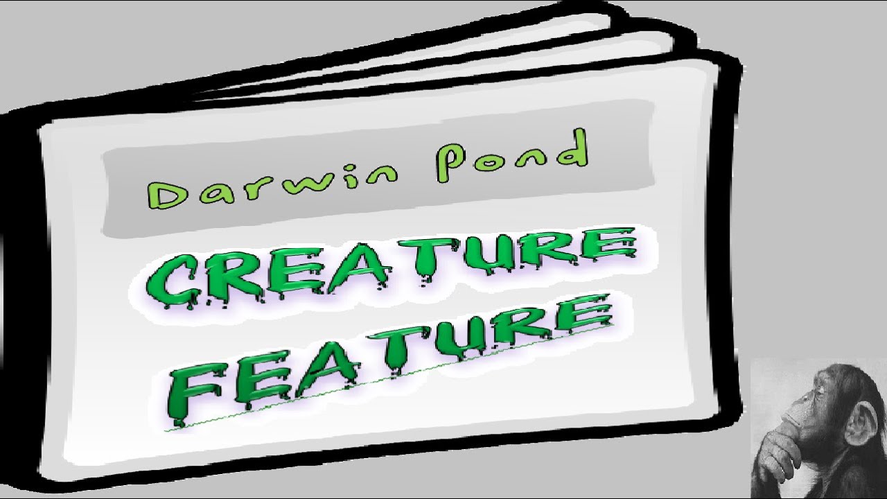 Darwin Pond Creature Feature: FireRower