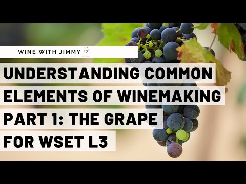 WSET Level 3 Wines - Understanding the Common Elements of Winemaking Part 1: The Grape