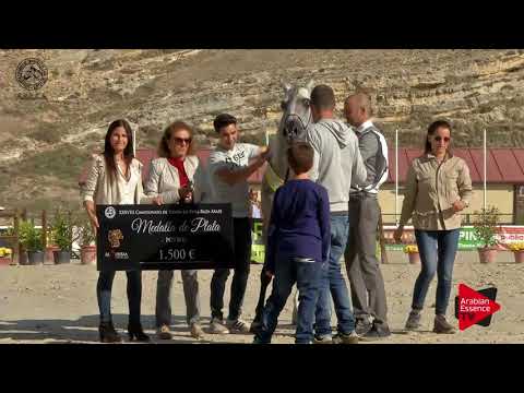 SILVER - N.41 ABHA ZANZYBAR - 2017 SPANISH NATIONALS - Junior Colts Championship (Class 15)