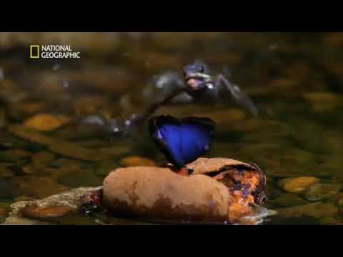 Dzungla i njene zivotinje (dokumentarni film s prevodom)