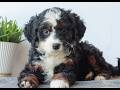 Mini Bernedoodle dogs for sale: Dixon  - Video 1
