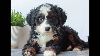 Video preview image #1 Bernedoodle (Miniature) Puppy For Sale in LITITZ, PA, USA