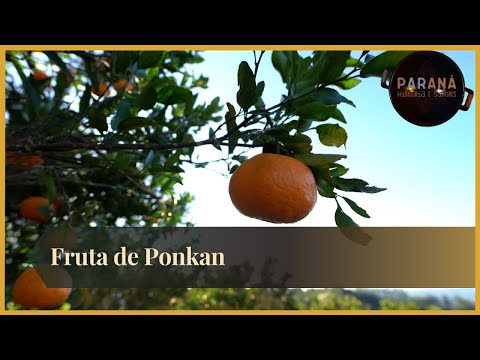 Cerro Azul: terra do Ponkan