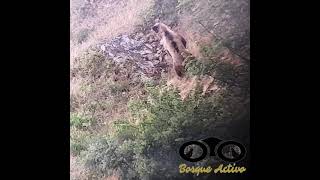 Vidéo d'observation d'un ours brun