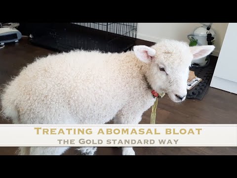 Treating a case of Abomasal Bloat  | Sez the Vet