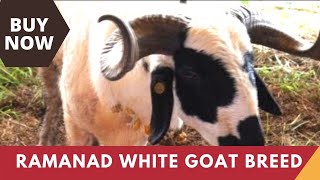Ramanad White Goat -  a goat breed from Tamilnadu