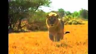 Holy Sons - Ready To Die