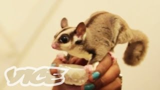 Cute Sugar Gliders!