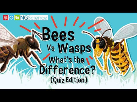 ミツバチとスズメバチ – 違いは何ですか? (クイズ編)