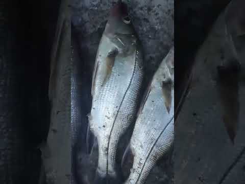 pescaria de robalo Nilo Peçanha Bahia