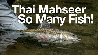 preview picture of video 'Mahseer Fly Fishing in Thailand With DavidsFishing'