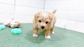 ハーフ犬の動画01