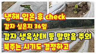 감자 심은지 36일 냉해 입은 후 생육상태 체크 하고 북주는 시기결정 [감자재배방법]