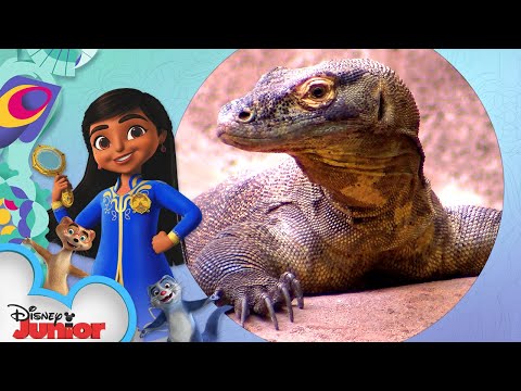 【皇家小偵探蜜亞】科莫多龍！  (Komodo Dragon | Disney Animals: Look Closer with Mira! |  @Disney Junior)