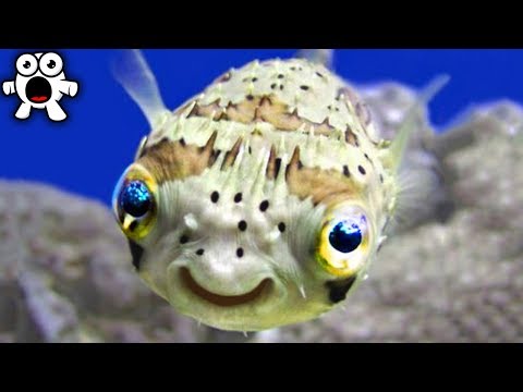 Cute Animals That Can Actually Kill You