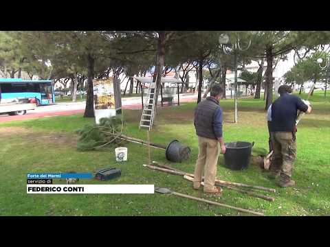 Nuovi pini piantati al Forte, a tre anni dalla tempesta di vento