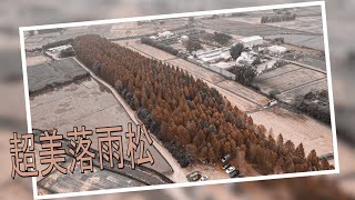 旅拍 | 南興落雨松 | 大溪橋 | 大溪老街