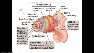 The 4 Layers of the Alimentary Canal