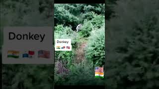 Usa Donkey wale🇺🇸/ America wale🇺🇸 / #usa #america #shorts