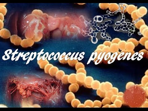 Apparecchi massaggio prostatico e pompino Rimozione della prostata e di recupero