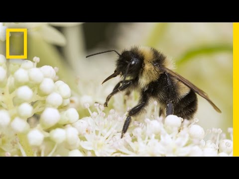 image-Are bumblebees endangered 2020?