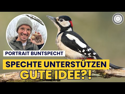 SIND BUNTSPECHTE WICHTIG??? Was hat das mit HONIGBIENEN und FLEDERMÄUSEN zu tun???