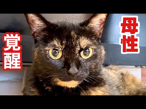 【感動】ふだん怖い姐さん猫､暴れ子猫にまさかの母性発動‼︎