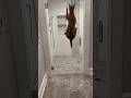 Can Dior jump over the door? #shortsviral #servals #love #viral  #youtubeshorts #shorts #shortvideo