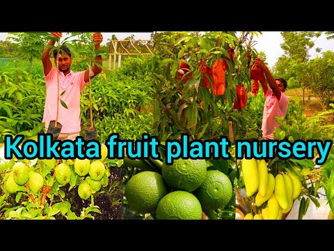 Nafisa Nursery fruit plant tree visit | best fruit plant nursery Kolkata West Bengal