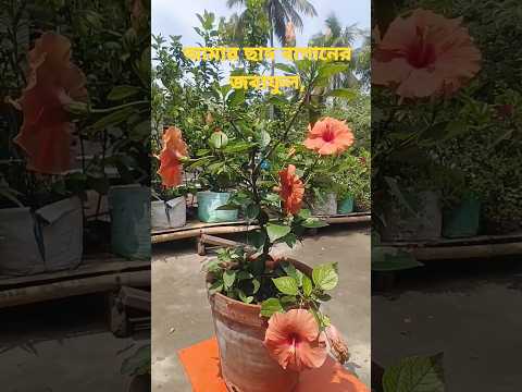 Hibiscus flowers plants in my roof garden,