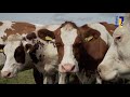 Natuur en Zo TV - de wei in bij Jamboors
