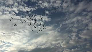 Download lagu Ishq wala love|status song|cloudy sky mp3