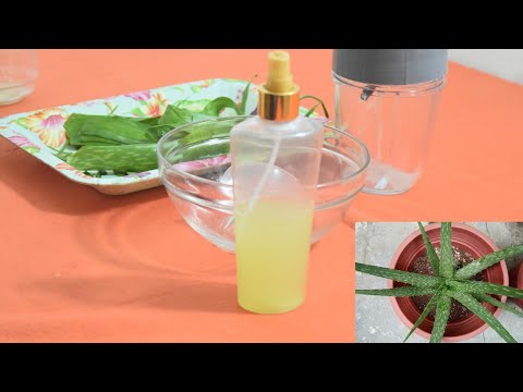 download lagu mp3 mp4 Aloe Vera Hair Spray Diy, download lagu Aloe Vera Hair Spray Diy gratis, unduh video klip Aloe Vera Hair Spray Diy