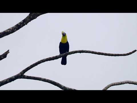 Yellow-throated Toucan singing