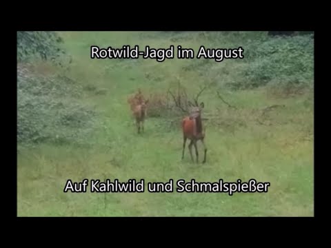 Red deer hunting - Deer hunting - in August