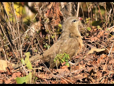 Sirkeer Malkoha Call