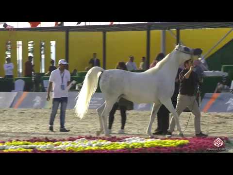 N 165 ARIBB II   Asharqia Arabian Horse Classic 2020   Mares 10+ Years Old Class 6