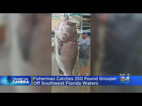 Fisherman Catches 350 Pound Grouper Of SW Florida Waters