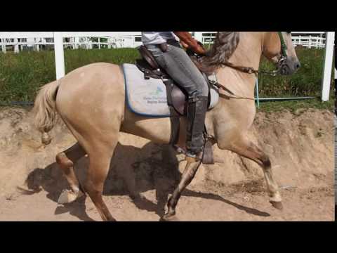 marcha picada em cavalo que era de marcha batida