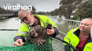 Stranded Wombat Rescued From Floodwater || ViralHog
