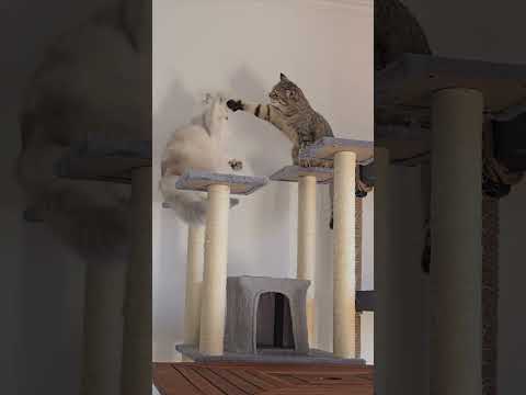 Johnny and Jina Playfully Spar Like Boxers #cat #cutecat #catlover