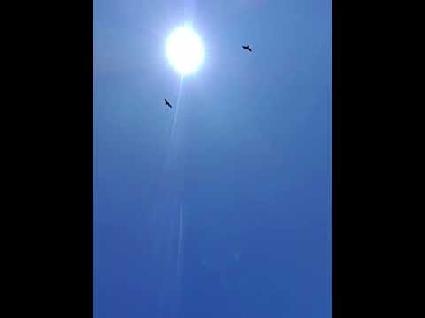 cóndor avistaje cachi. #cóndor #cachi #salta