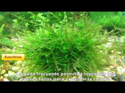 Watch Video on YouTube