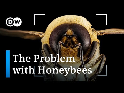 , title : 'Bee extinction: Why we're saving the wrong bees'